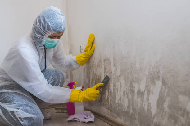 Best Emergency Mold Remediation in Plumsteadville, PA